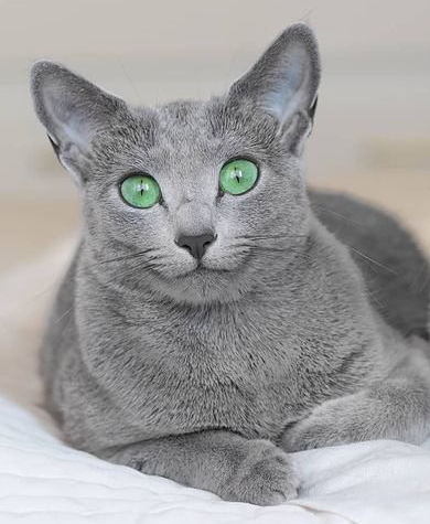 Russian Blue Cat